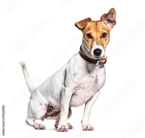 Jack Russell Terrier, isolated on white © Eric Isselée
