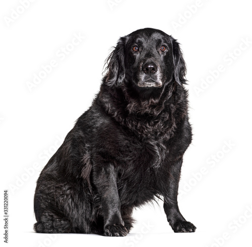 Fototapeta Naklejka Na Ścianę i Meble -  Old Crossbreed dog graying, isolated on white