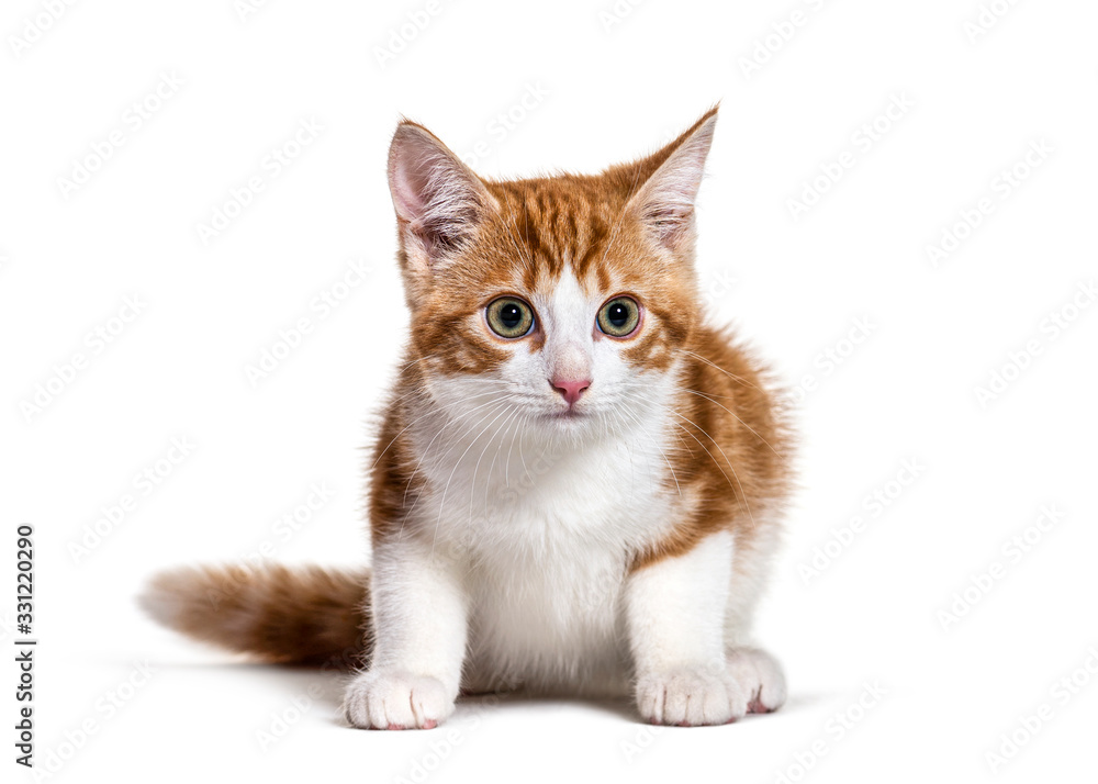 Young cute Crossbreed cat, isolated on white