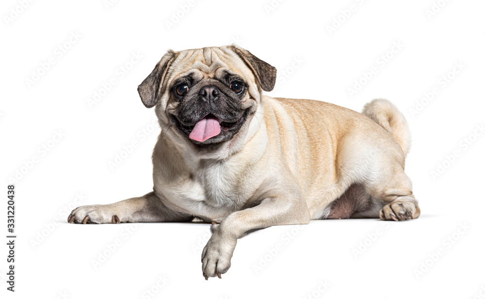 Panting Pug lying down, isolated on white
