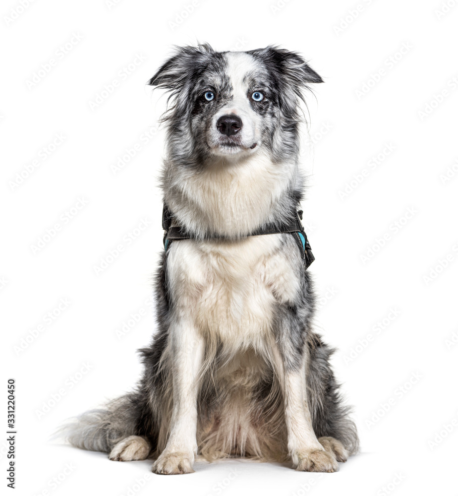 Blue Border Collie with Harness, isolated on white