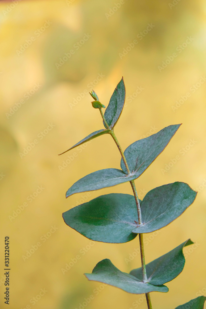 Eucalyptus branch on a gold surface. Minimalism. Copy space. Eucalyptus branch on a gold surface. Minimalism. Copy space.