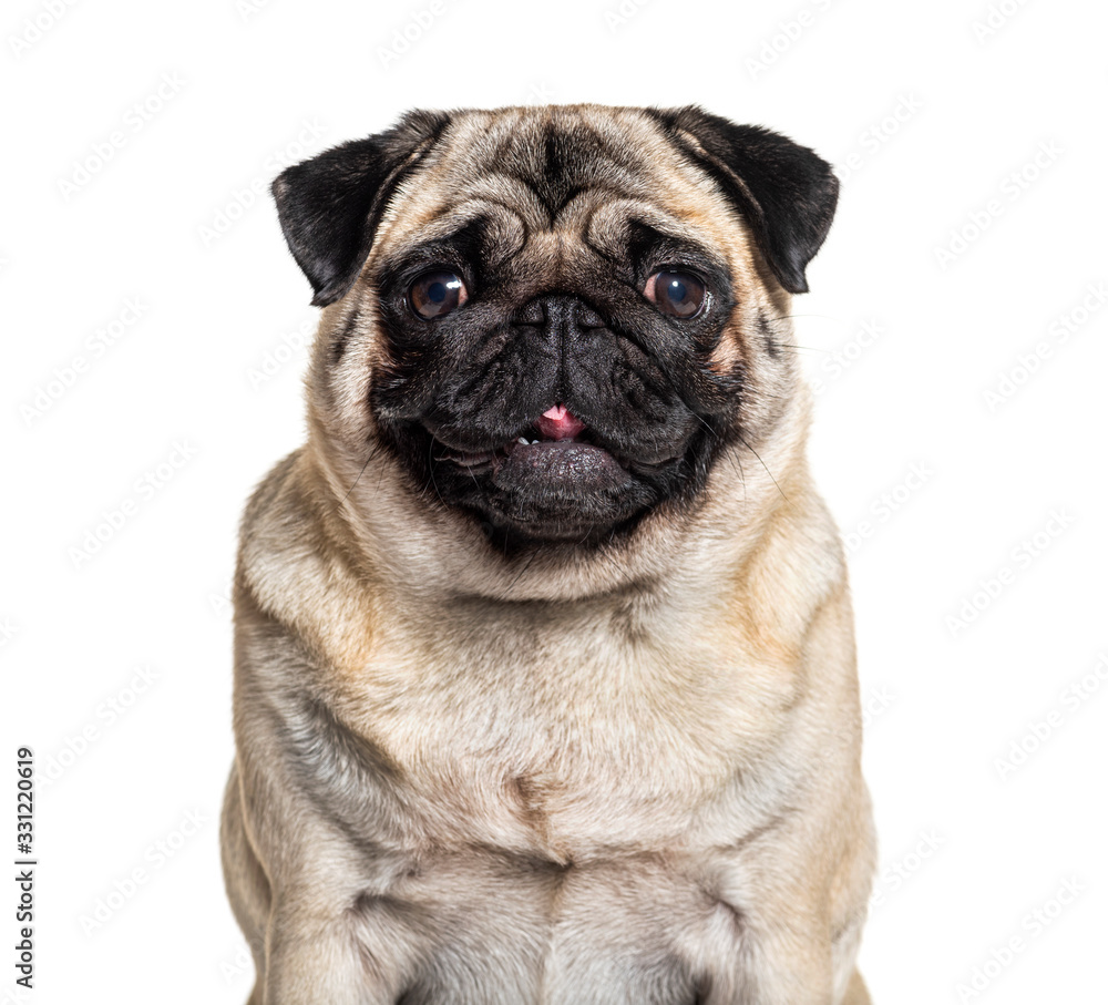 Headshot of a Pug, isolated on white