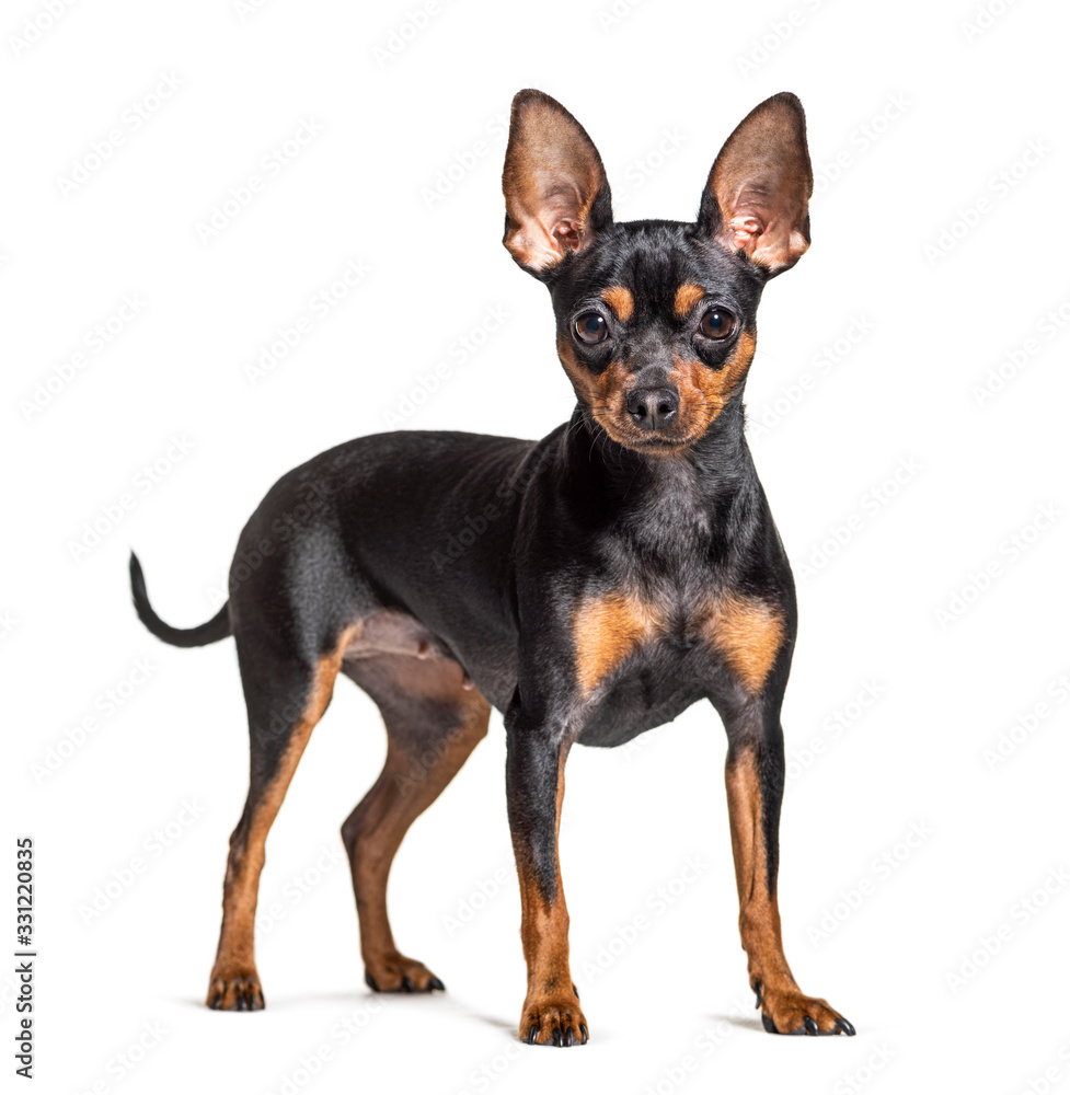 Standing Prague Ratter, isolated on white Standing Prague Ratter, isolated on white