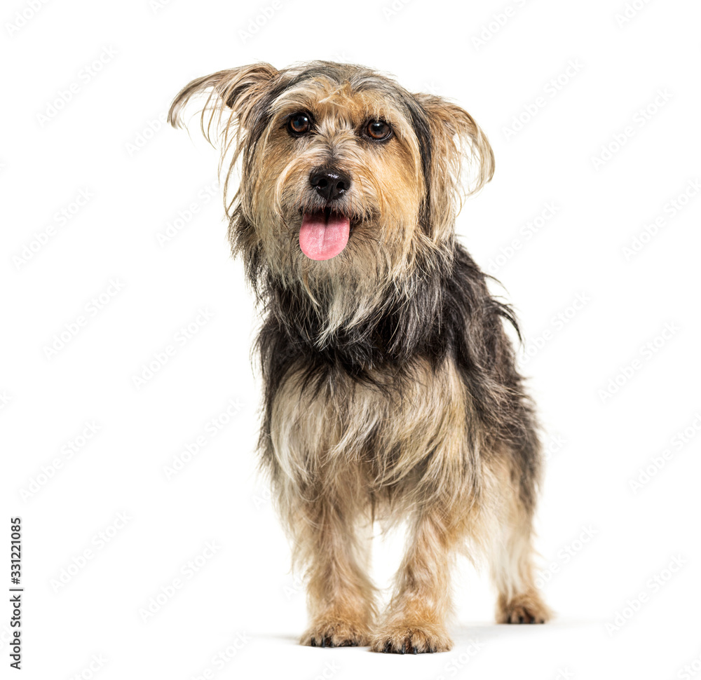 Panting Crossebreed dog, Yorkshire and Griffon, isolated Panting Crossebreed dog, Yorkshire and Griffon, isolated