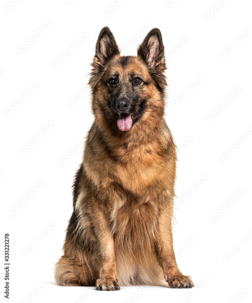 Panting and sitting German Shepherd, isolated on white Panting and sitting German Shepherd, isolated on white