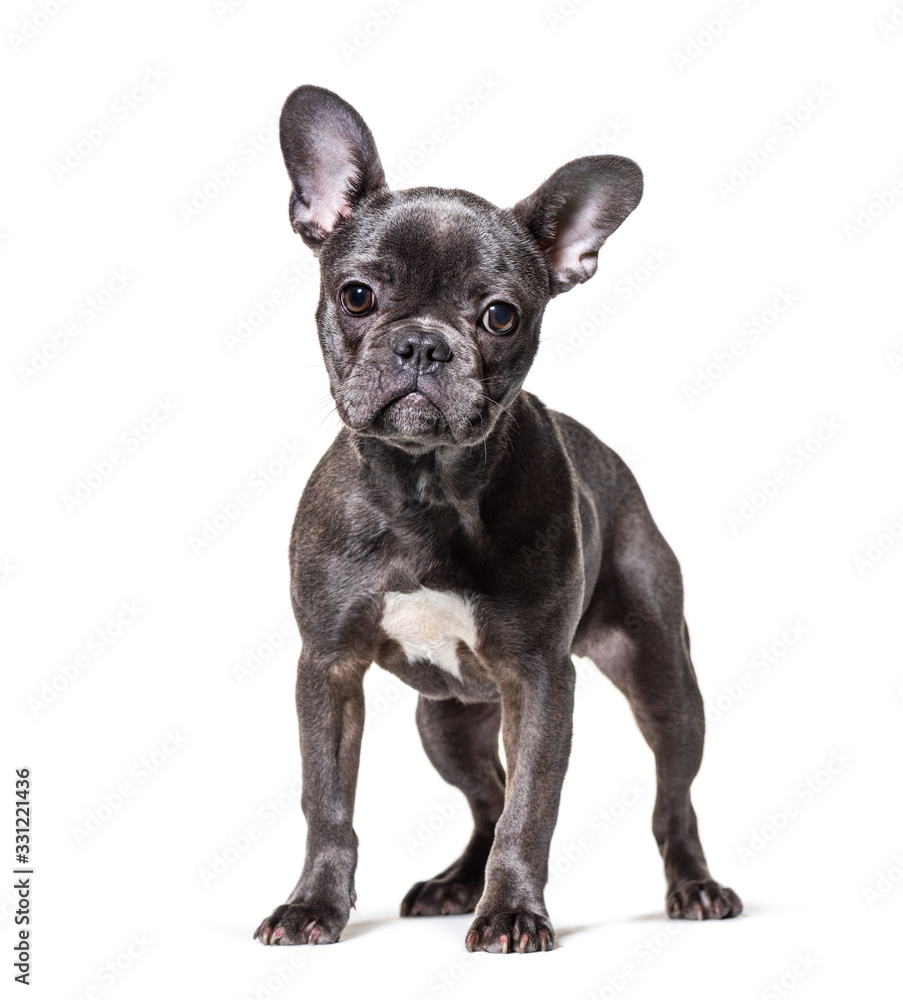 Frensh Bulldog, isolated on white Frensh Bulldog, isolated on white