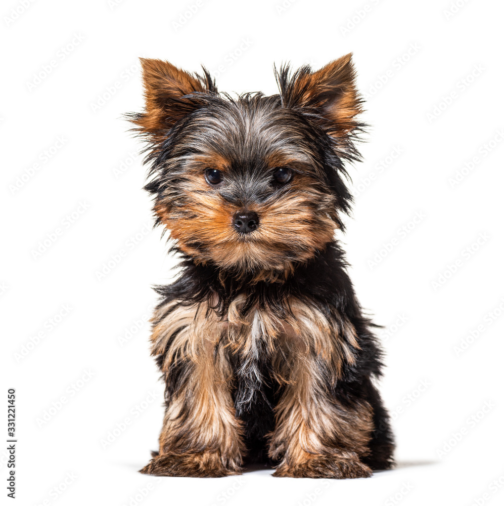 Sitting Puppy Yorkshire Terrier dog, isolated on white Sitting Puppy Yorkshire Terrier dog, isolated on white