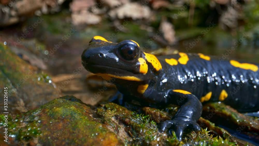 Fire salamander (Salamandra salamandra) with insect on head Fire salamander (Salamandra salamandra) with insect on head