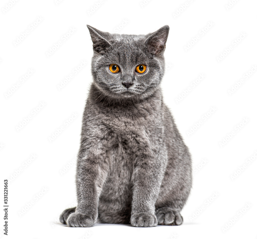 British shorthair cat sitting on a white background