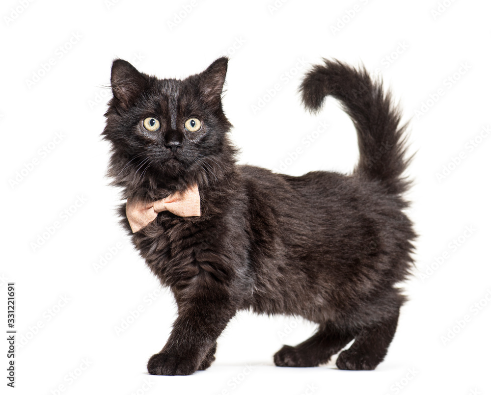 Black Kitten Crossbreed cat wearing a bow tie, isolated on white