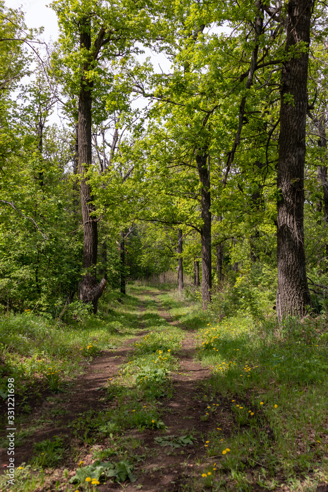 Obraz premium path in the forest