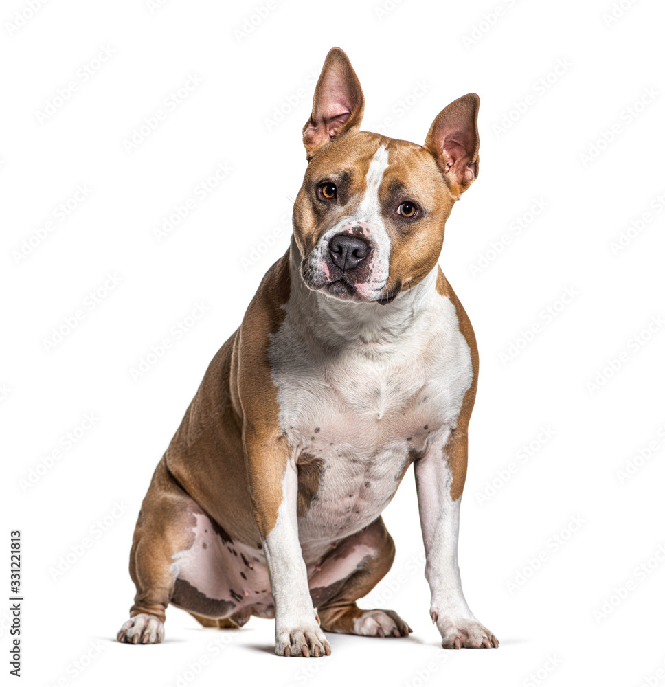 Sitting American Staffordshire Terrier, isolated on white