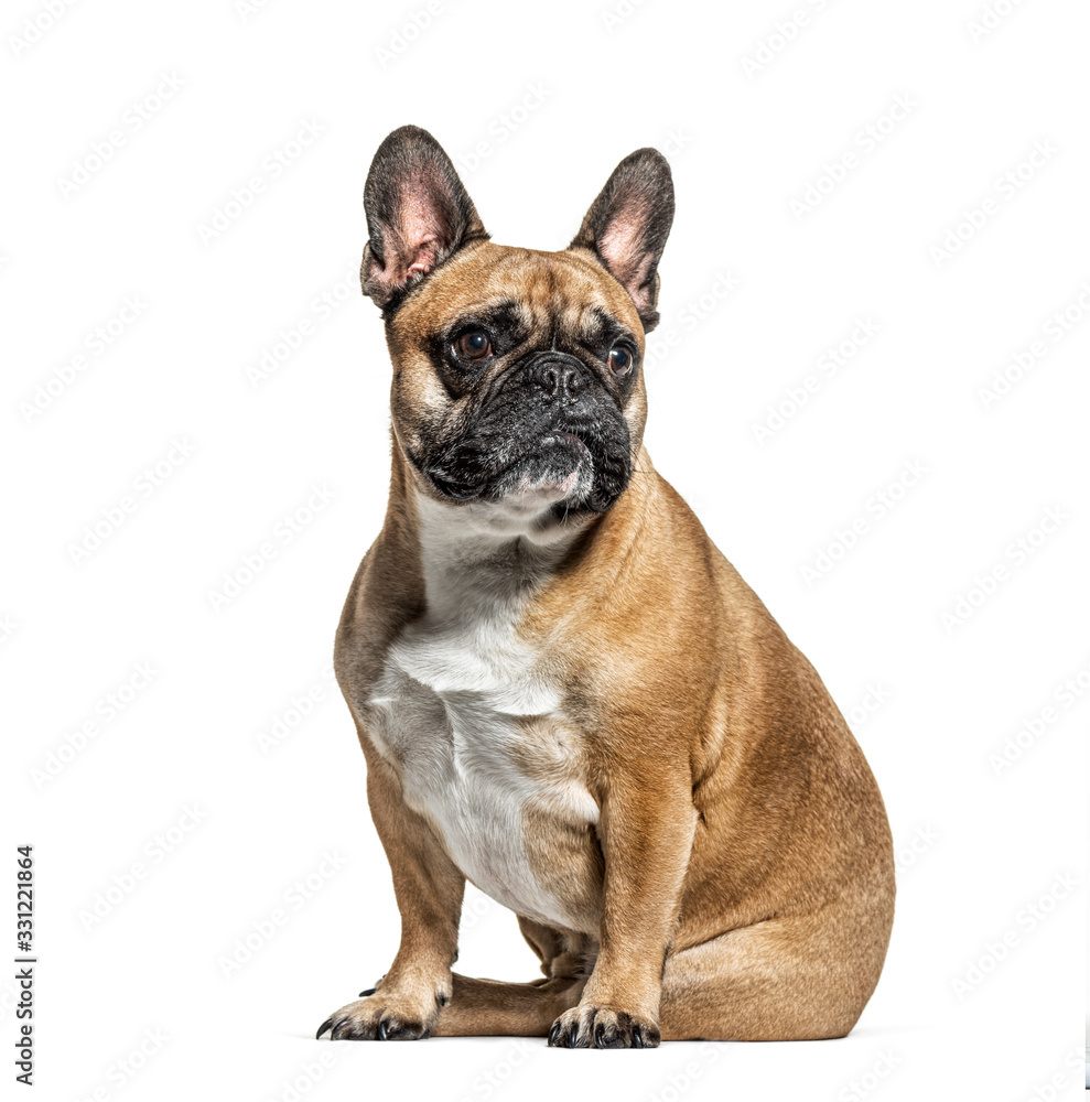 Sitting French bulldog looking away, isolated on white