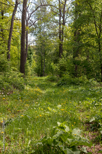 path in the forest in spring