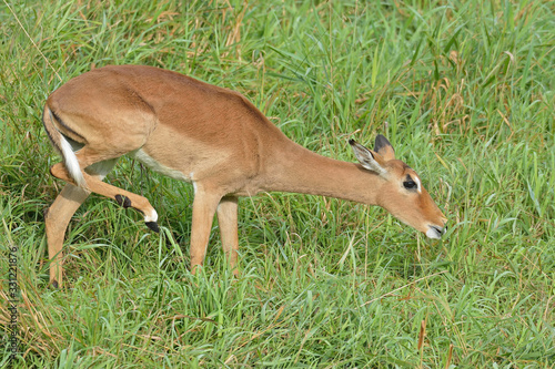 Fototapeta Naklejka Na Ścianę i Meble -  Female impala standing in grasses