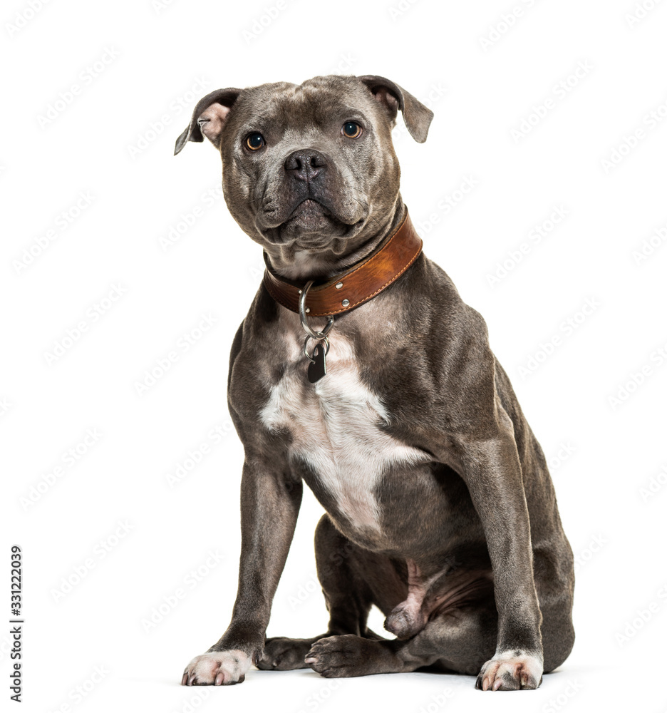 Sitting American Stafforshire wearing a collar, isolated on whit
