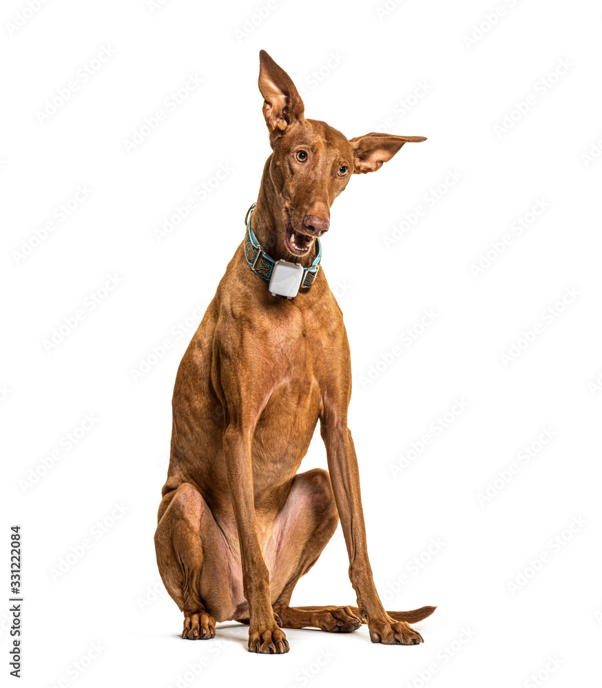 Sitting Podenco wearing a collar, isolated on white