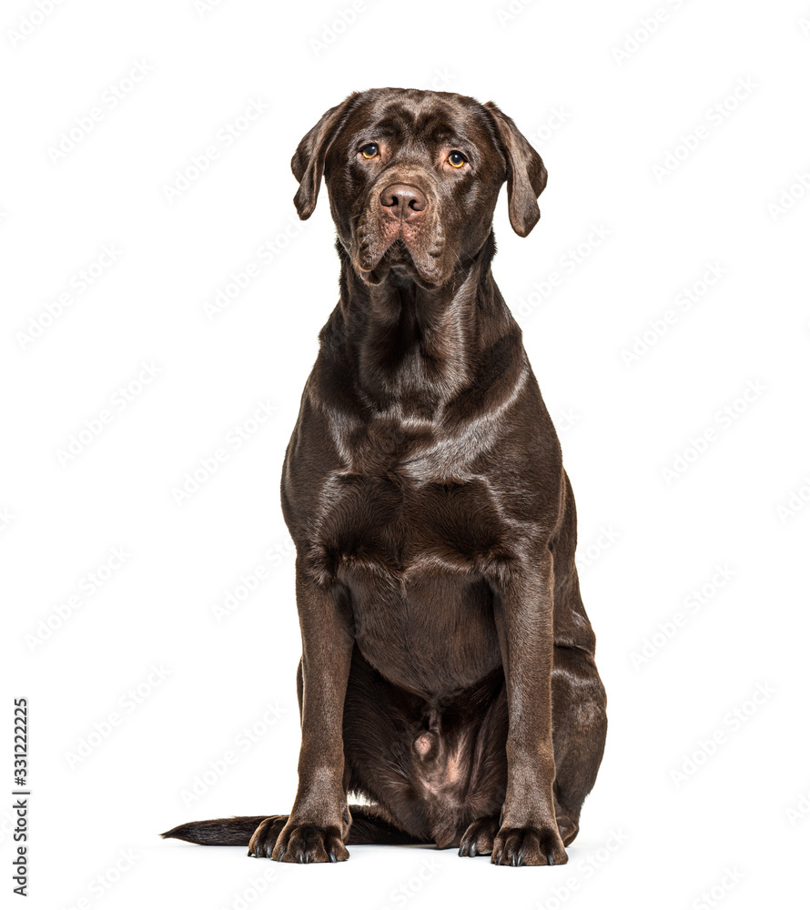 Sitting Chocolate Labrador dog, isolated on white Sitting Chocolate Labrador dog, isolated on white