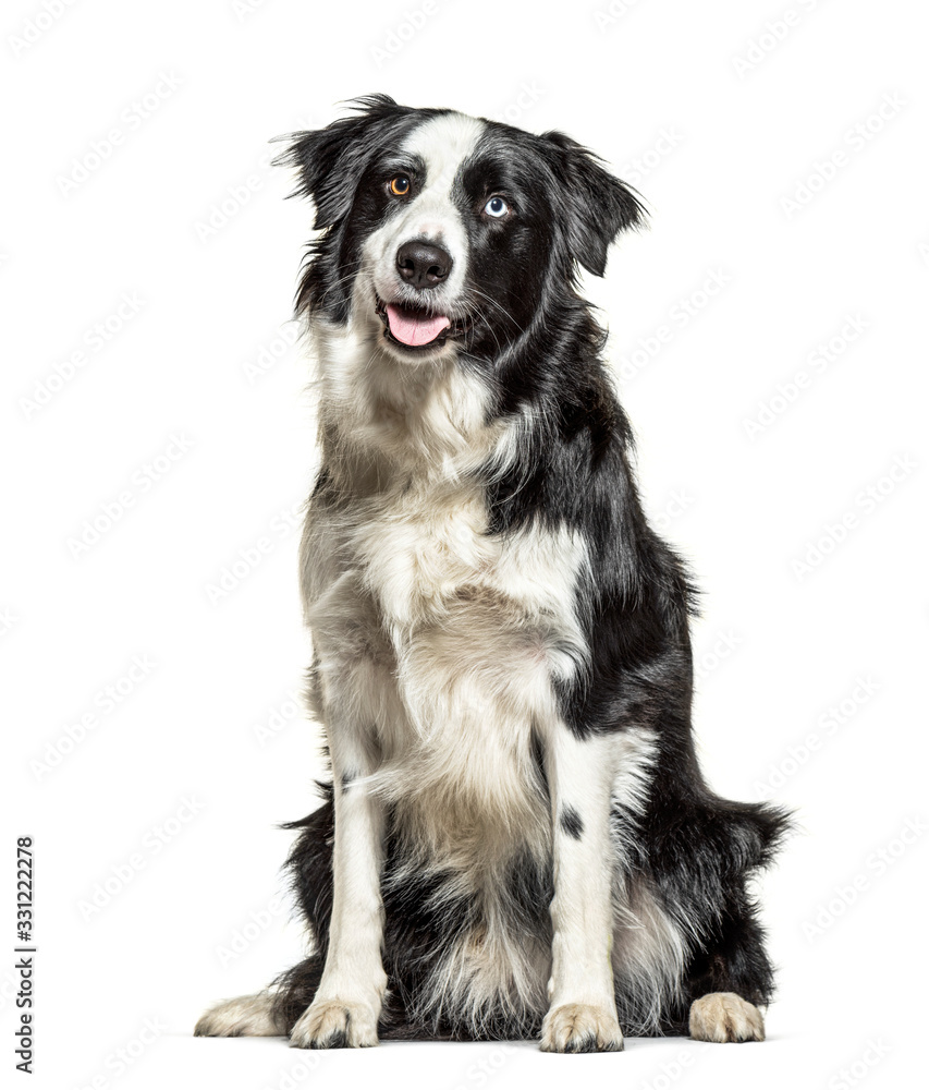 Panting black and white Border Collie, minnow eyes, isolated Panting black and white Border Collie, minnow eyes, isolated