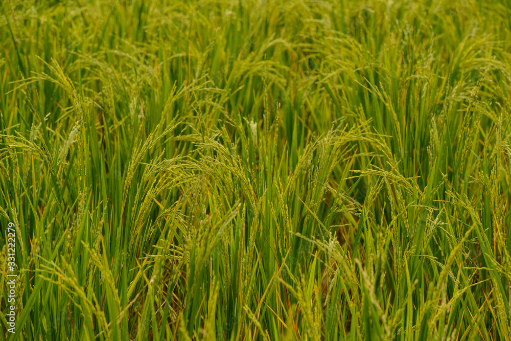 green spike rice in Rice fields. (Selective Focus) green spike rice in Rice fields. (Selective Focus)