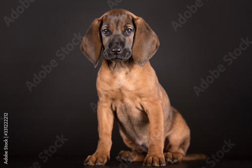 Cute little brown puppy teckel with big ears. Studio black background.