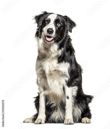 Panting black and white Border Collie, minnow eyes, isolated © Eric Isselée