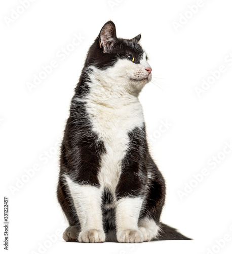 black and white crossbreed cat, looking away
