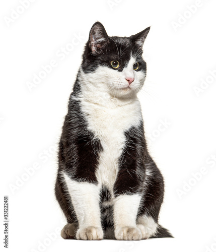 Black and white crossbreed cat standing, isolated on white