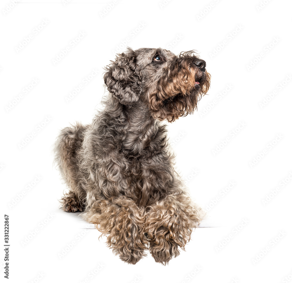 Lying Crossbreed dog looking up, isolated on white