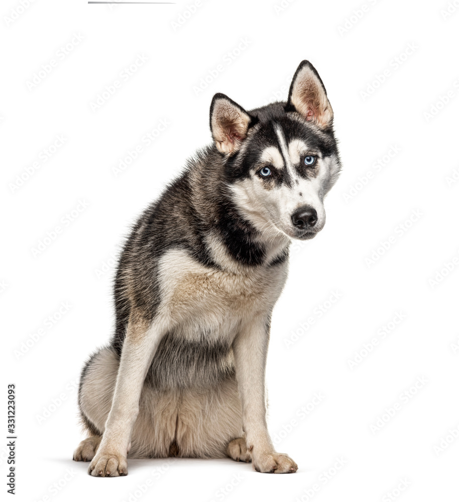 Sitting Siberian Husky, isolated on white