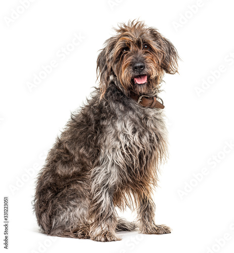 Sitting brown Shaggy Korthals Griffon dog, isolated on white © Eric Isselée