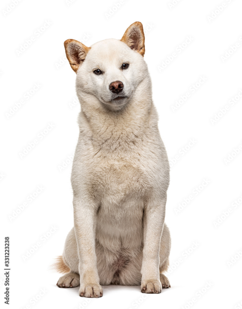 Sitting white Shiba Inu, isolated on white Sitting white Shiba Inu, isolated on white