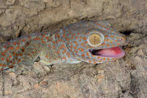 Close-up of a tokay gecko gekko perched on log with its mouth open photo