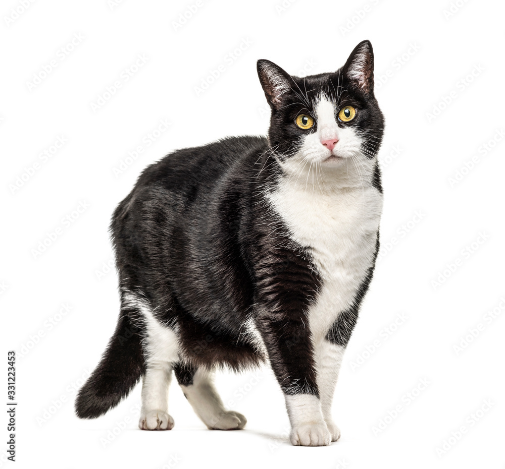Black and white crossbreed cat standing, isolated on white Black and white crossbreed cat standing, isolated on white
