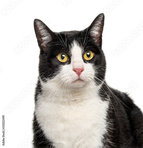 Close-up of a Black and white crossbreed cat, isolated on white