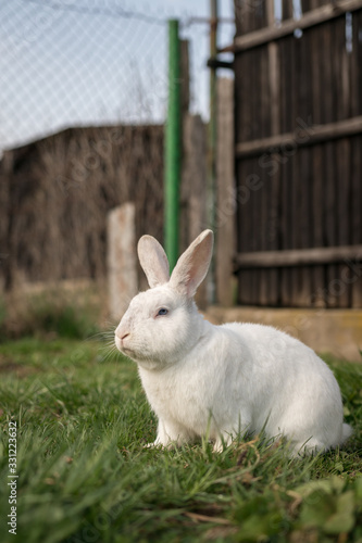 Photos Single white rabbit in the grass