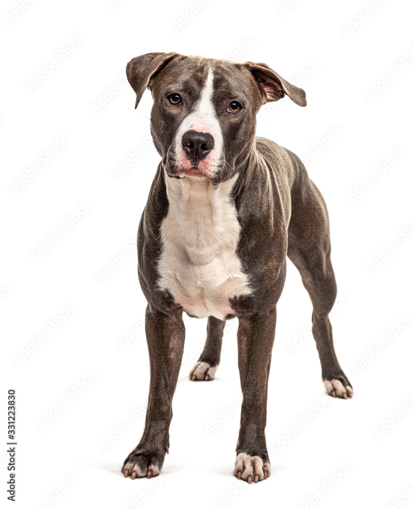 Standing American Staffordshire, isolated on white Standing American Staffordshire, isolated on white