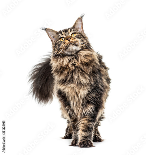 Maine coon looking up, isolated on white