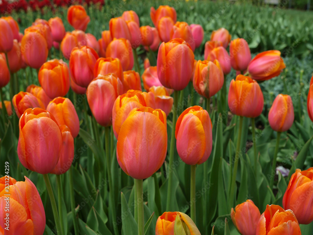 Orange tulips with green background Orange tulips with green background