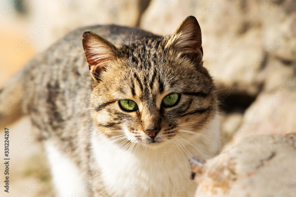 Portrait of a beautiful tabby cat in a village on a sunny day Portrait of a beautiful tabby cat in a village on a sunny day