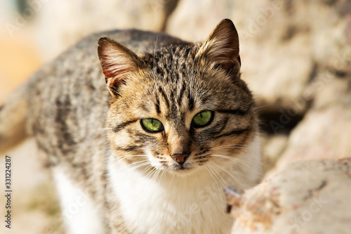 Portrait of a beautiful tabby cat in a village on a sunny day