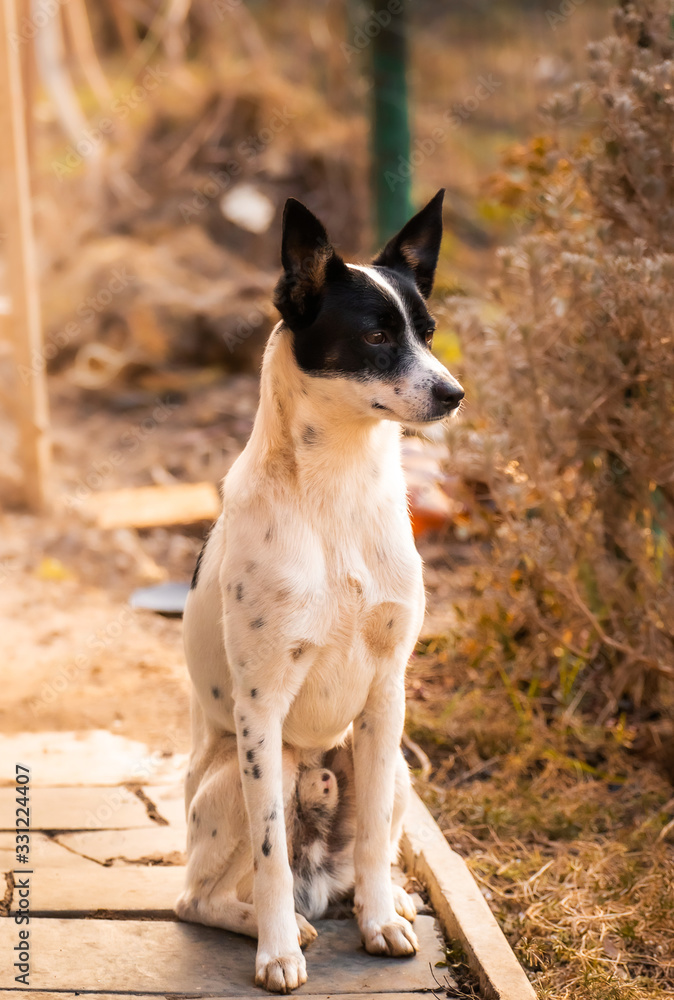 Full height basenji dog sitting on a tile in the backyard Full height basenji dog sitting on a tile in the backyard