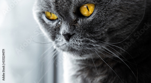 Fototapeta Naklejka Na Ścianę i Meble -  Scottish fold cat eye closeup, atmospheric footage
