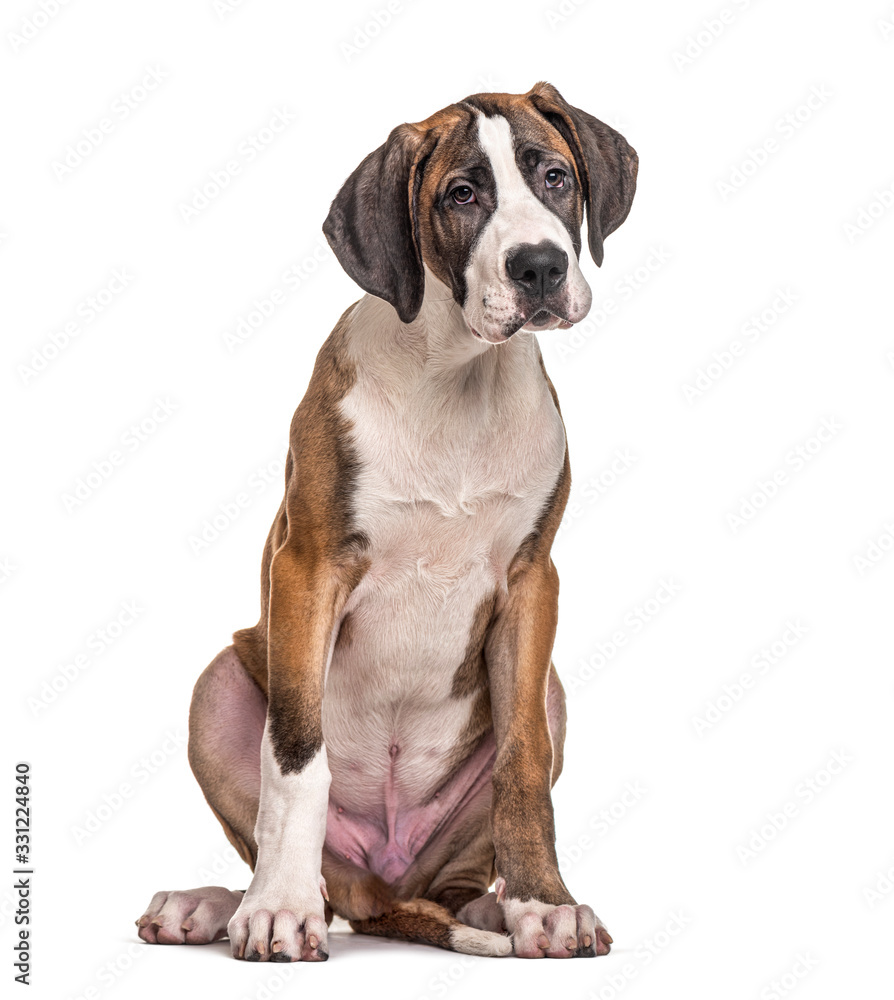 Young Great Dane, isolated on white