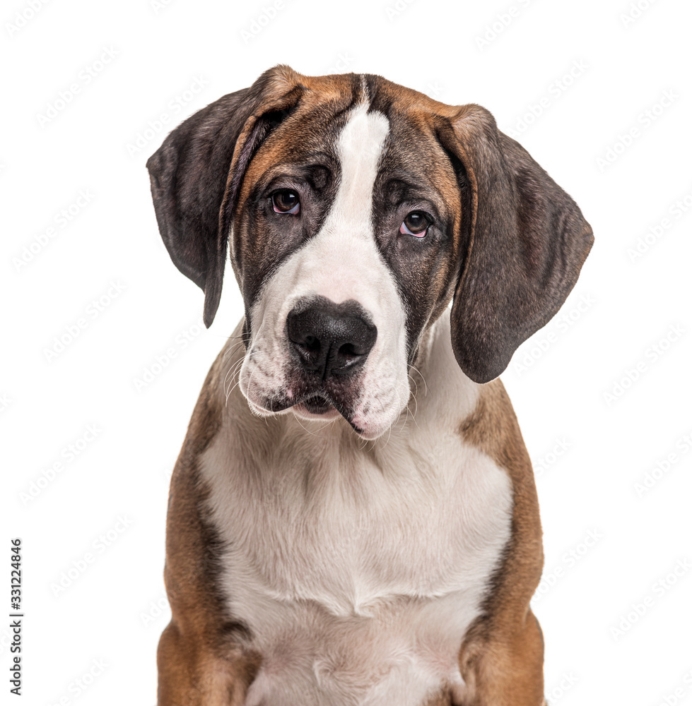 Portrait of a young Great Dane, isolated on white