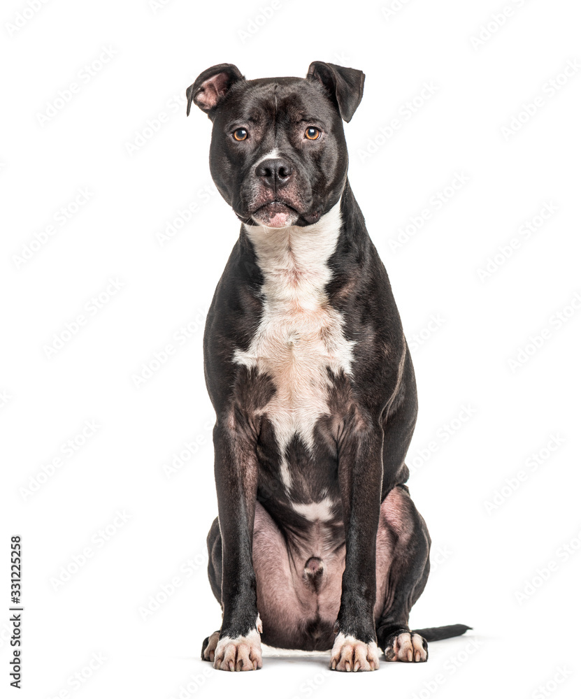 American Staffordshire Terrier, isolated on white