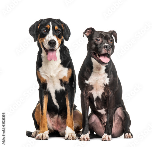 Two dogs sitting, Greater swiss mountain dog and American staffordshire