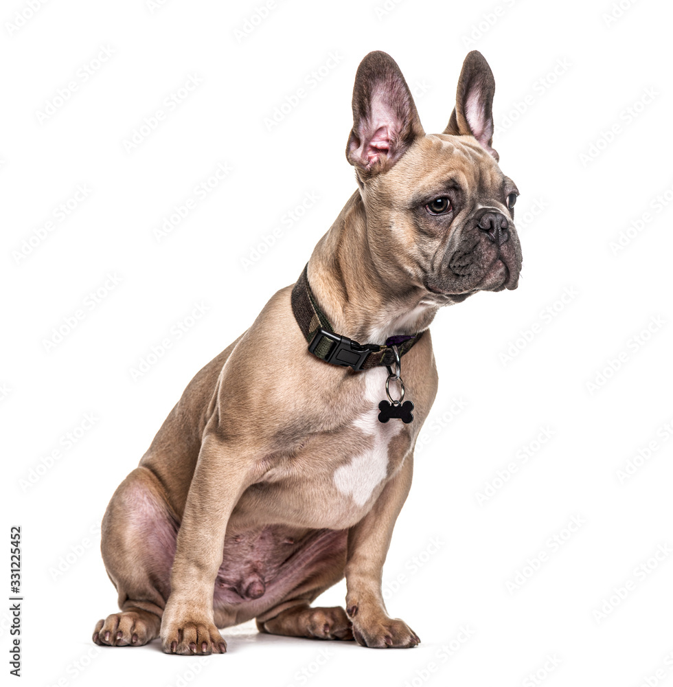 Sitting French bulldog with collar, isolated on white
