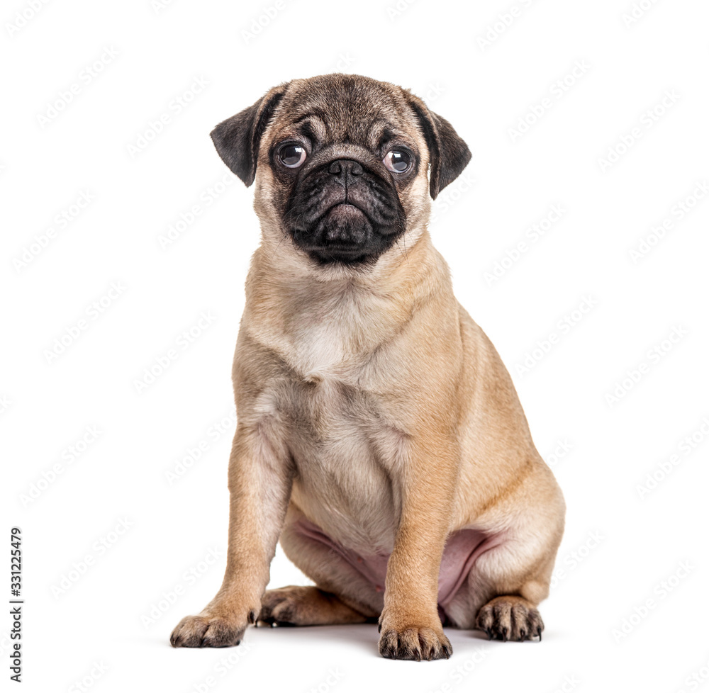 Young pug, puppy, sitting, isolated on white